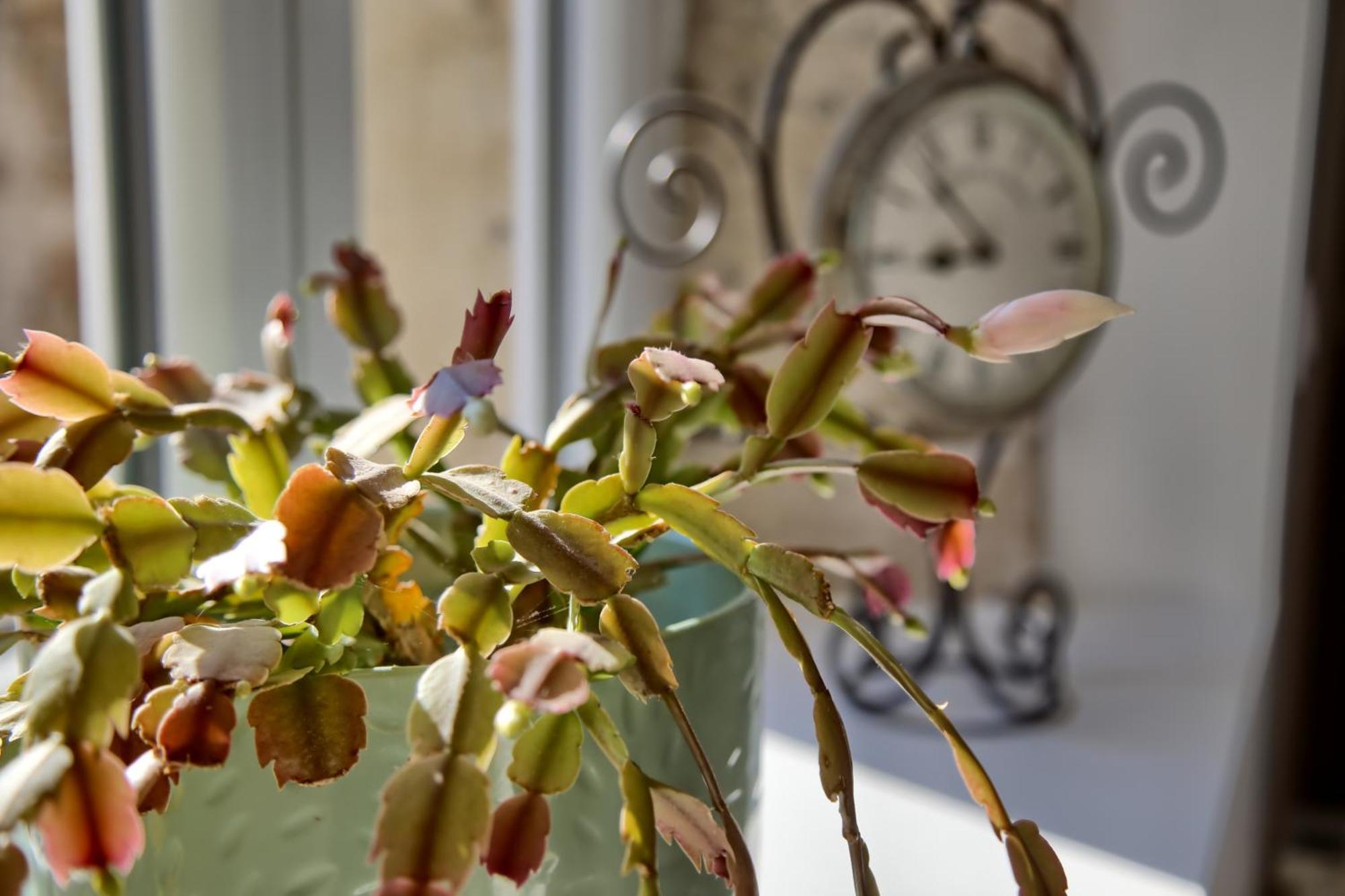 - Le Saule Reveur Nantilly
